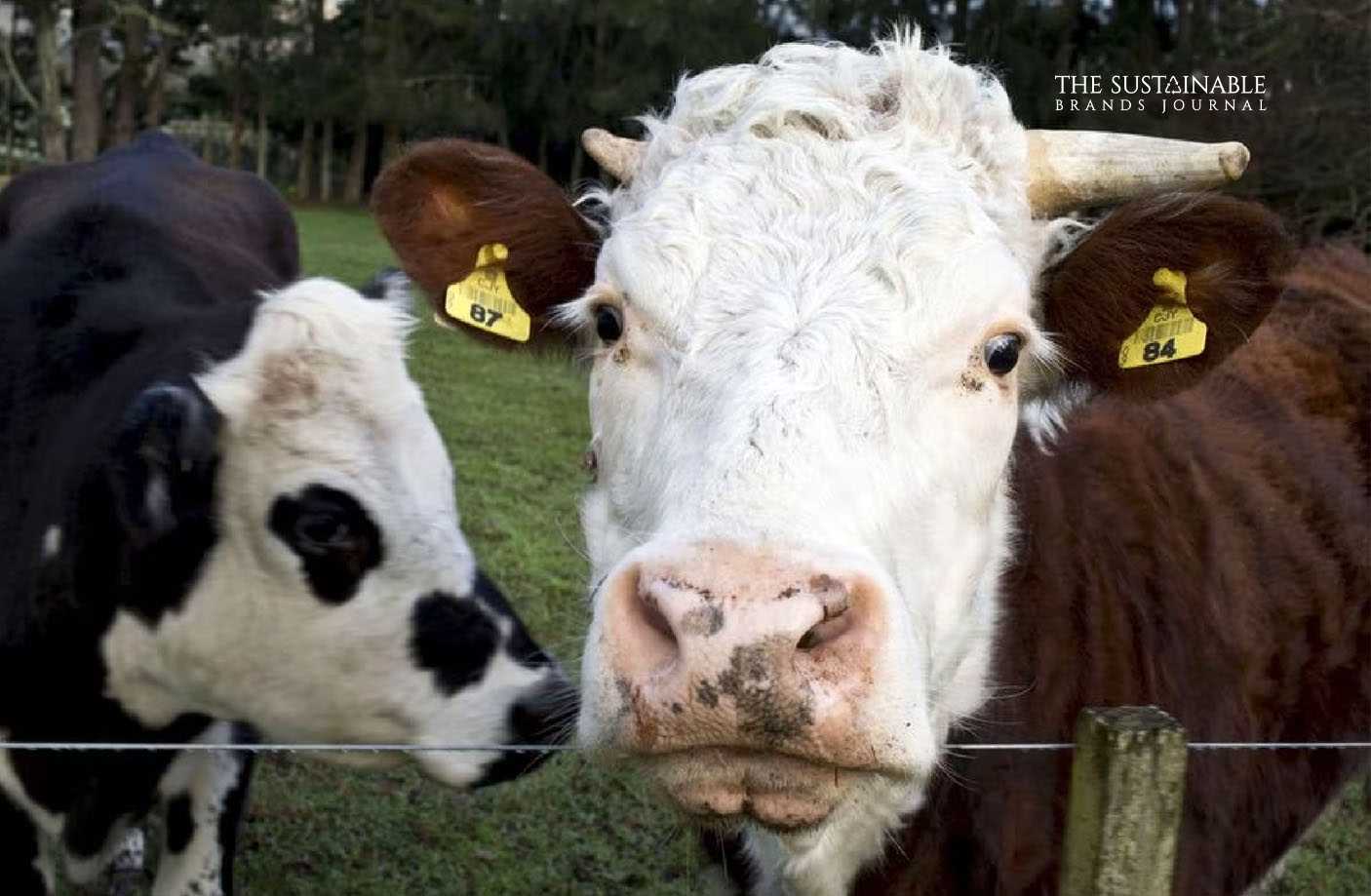 climate change Methane Emissions Cows farts