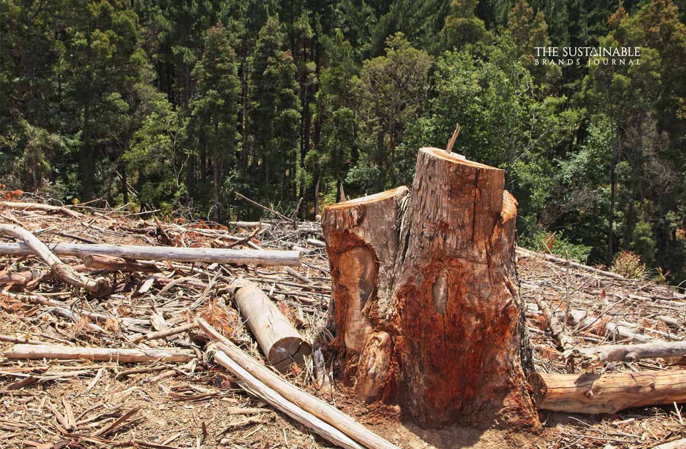 amazon forest deforestation in brazil