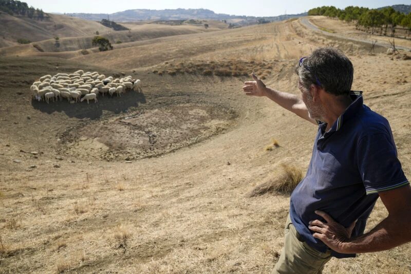 Luca Cammarata points at his sheep as they look for water in a dry pond next to his farm