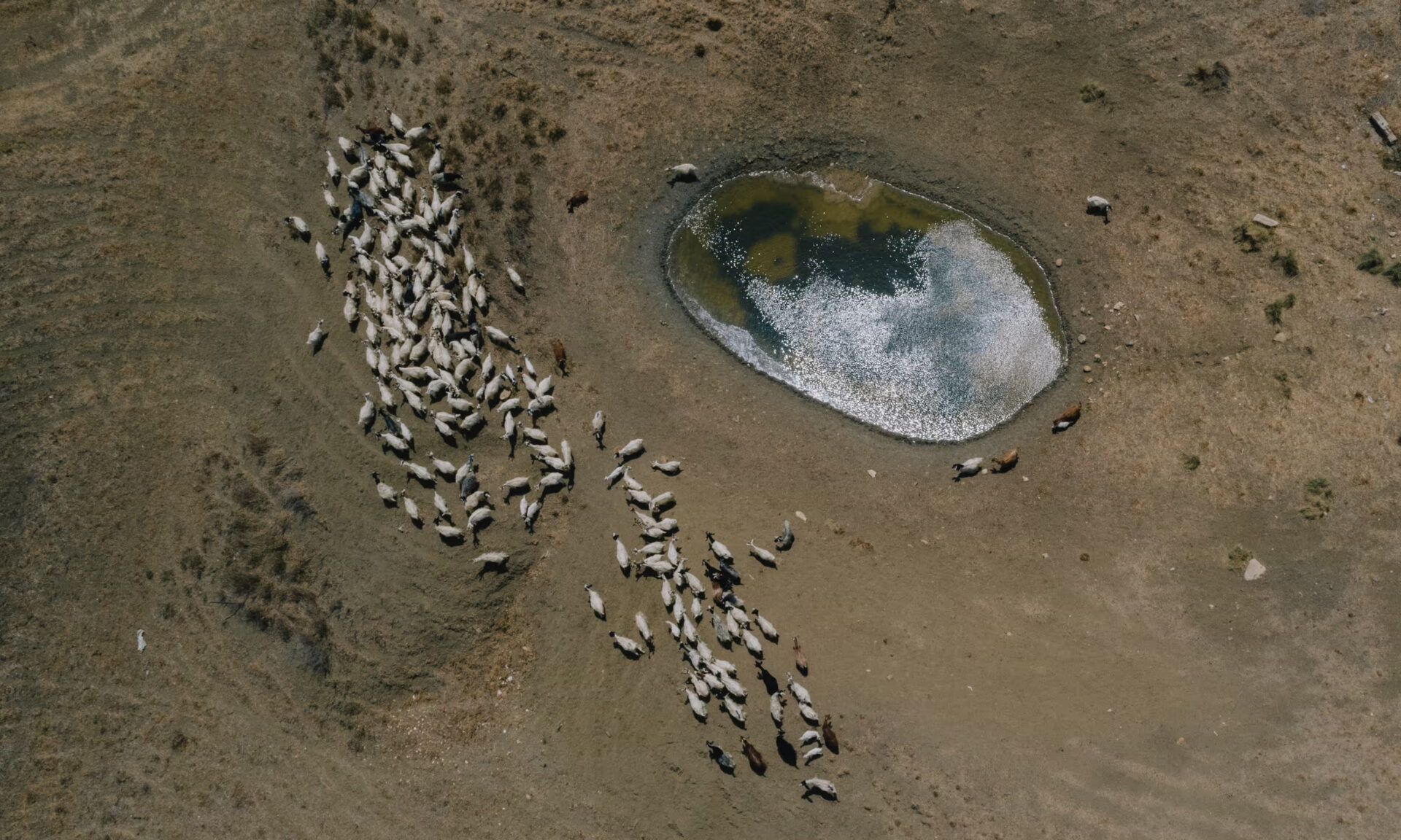 A Sicilian farmer, Luca Cammarata’s goats graze on a parched landscape near an artificial pond