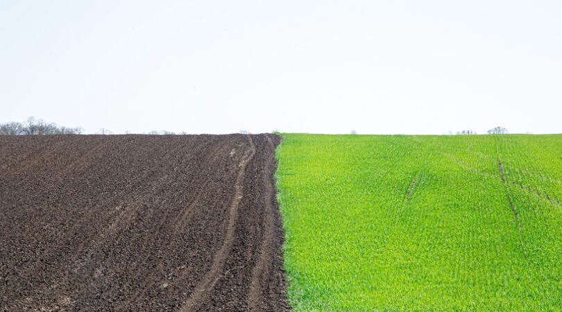 Green Ammonia Companies to Watch: Leaders Powering Industrial Decarbonization